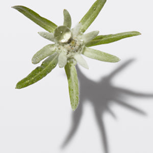 Cellules natives d’edelweiss